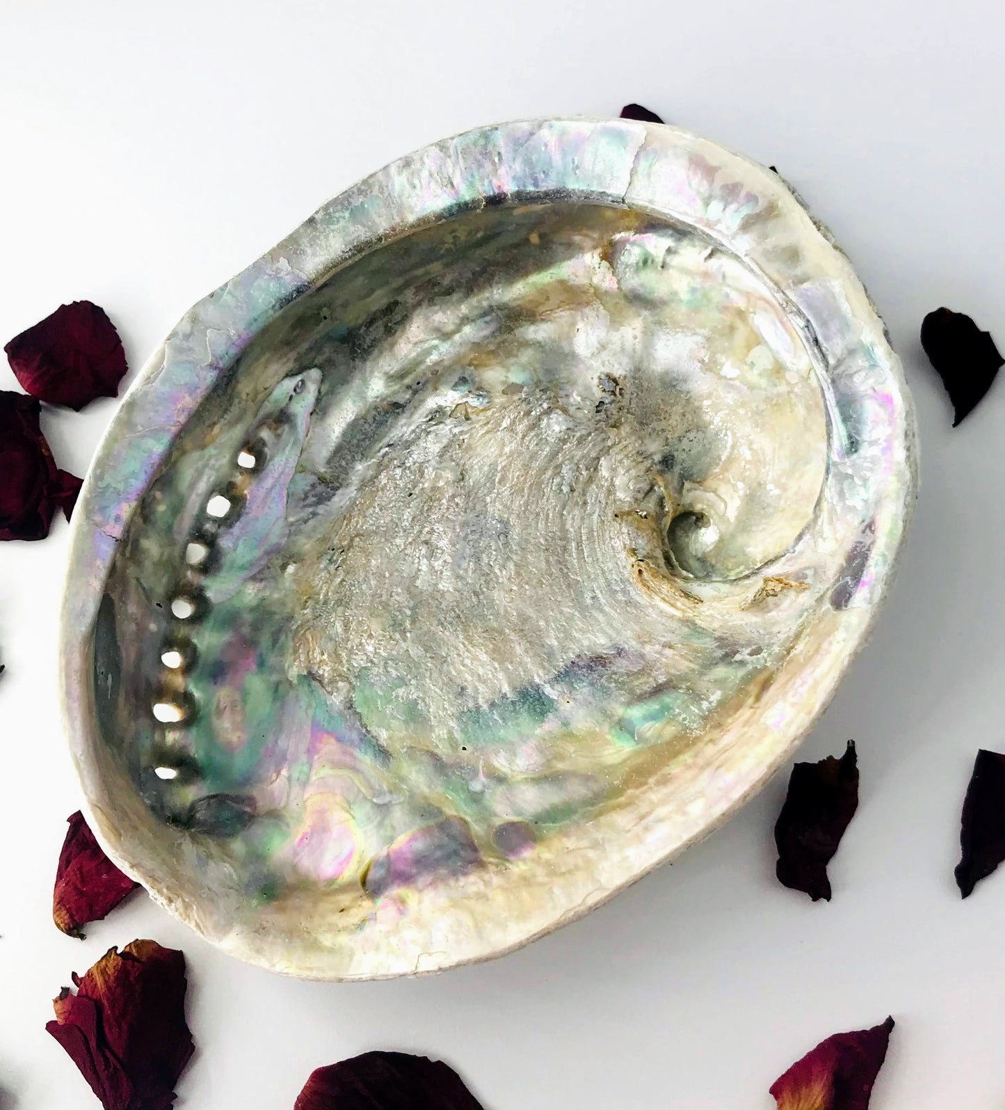 Abalone Shell